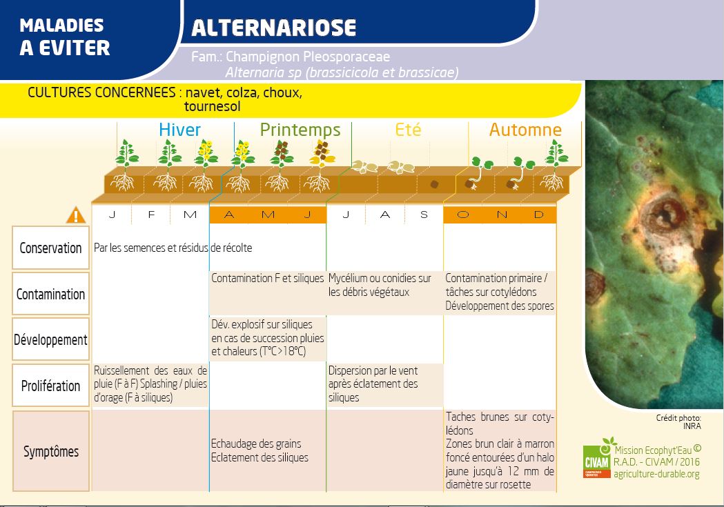 GCE Mission ecophyteau carte Maladie recto