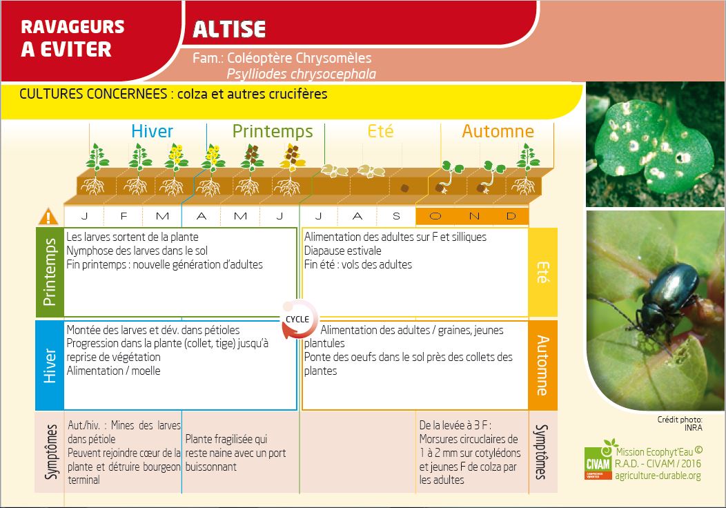 GCE Mission ecophyteau carte Ravageurs recto