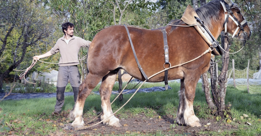 Traction animale Jean Christophe 2022 6126 copie