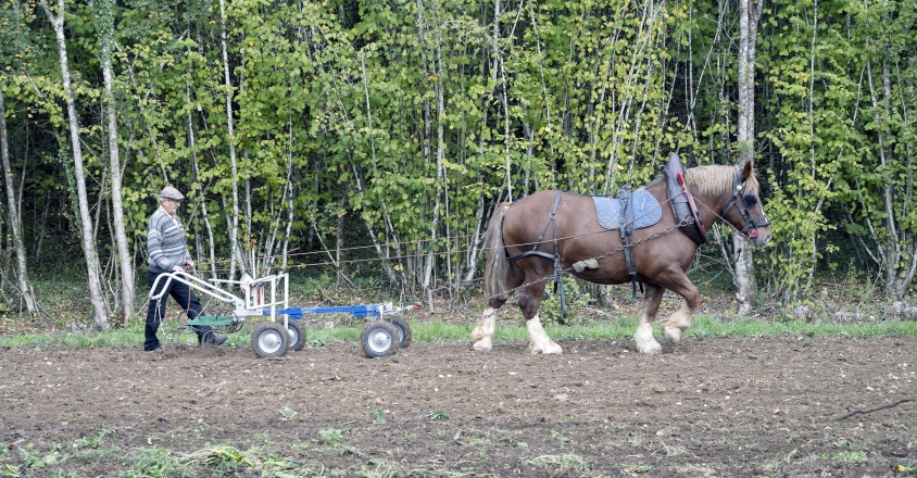 Traction animale Jean Christophe 2022 6156 copie