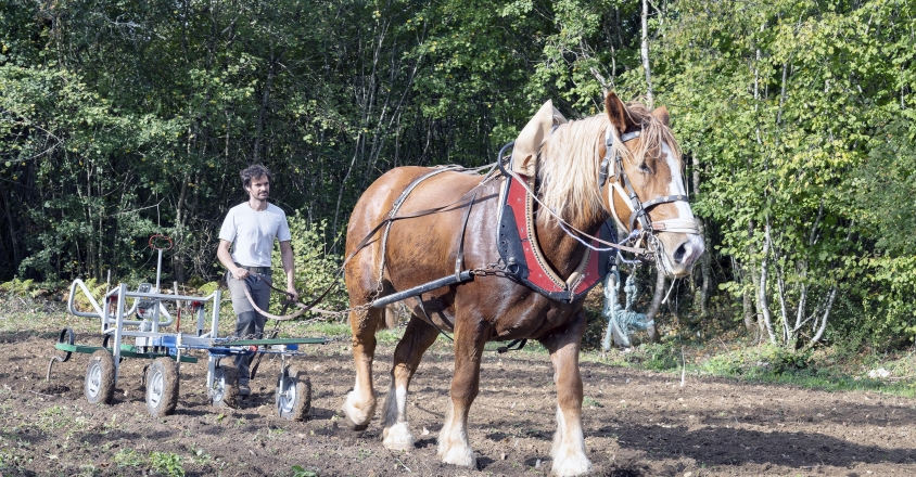 Traction animale Jean Christophe 2022 6218 copie