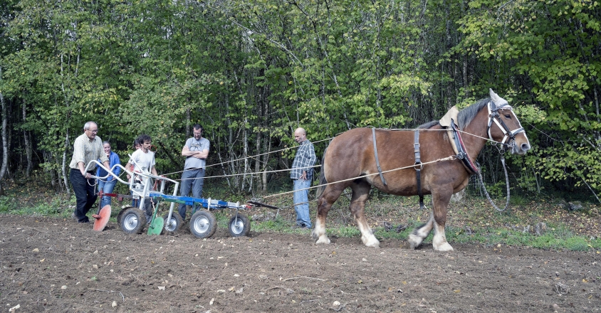 Traction animale Jean Christophe 2022 6234 copie