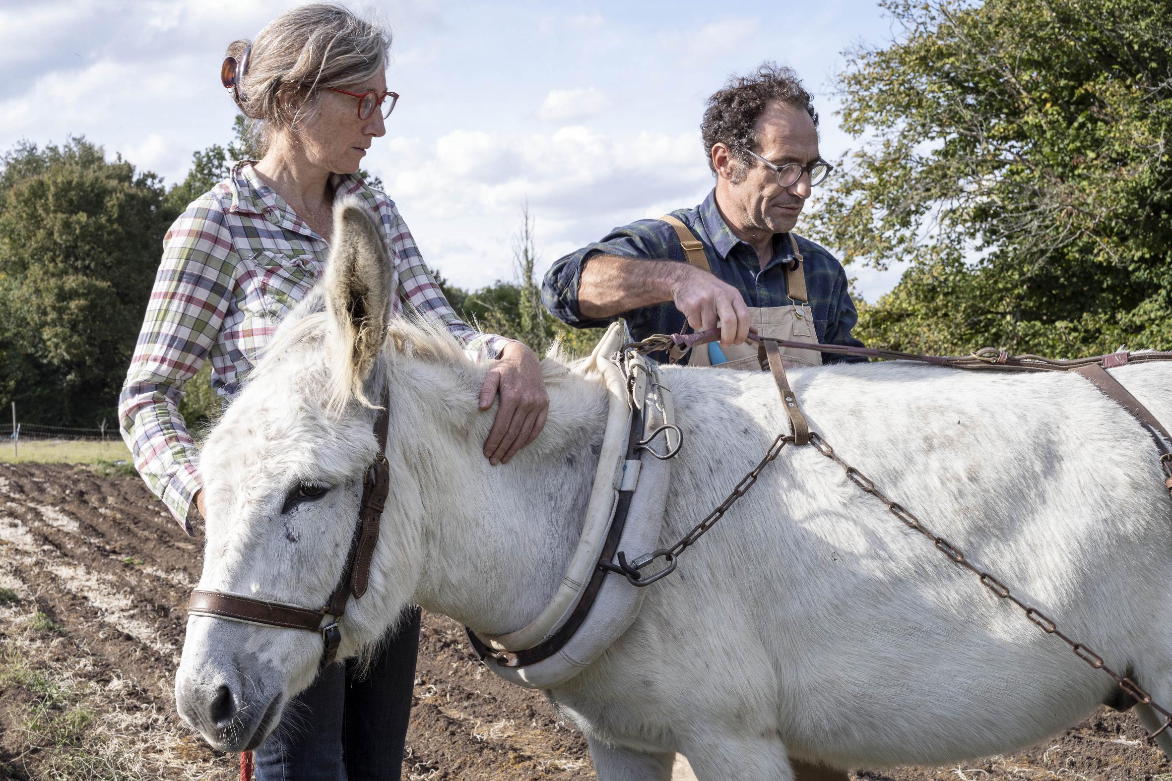 Traction animale Jean Luc 4869 2022 copie