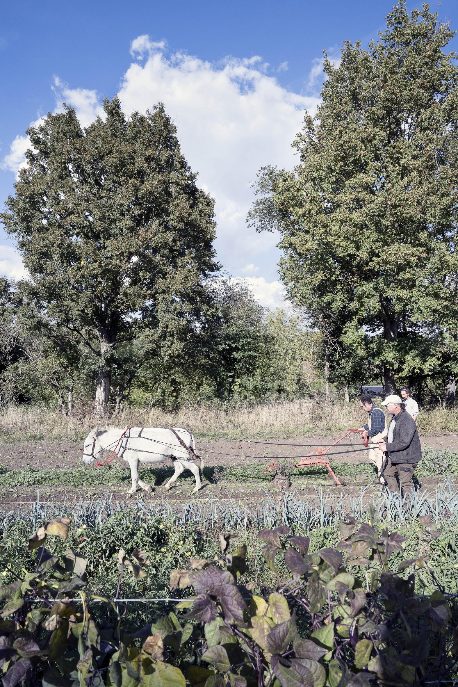 Traction animale Jean Luc 4873 2022 copie