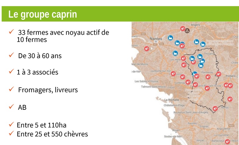 groupe caprin
