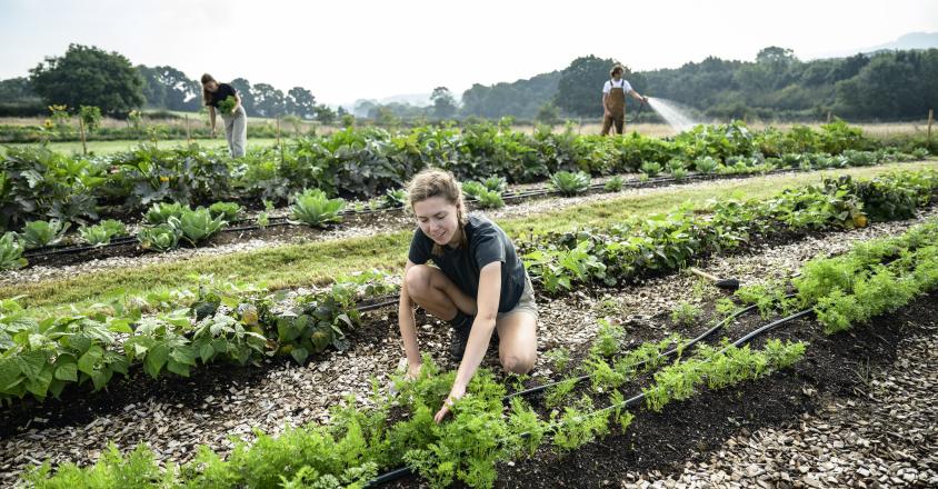Collectif maraichage sourire