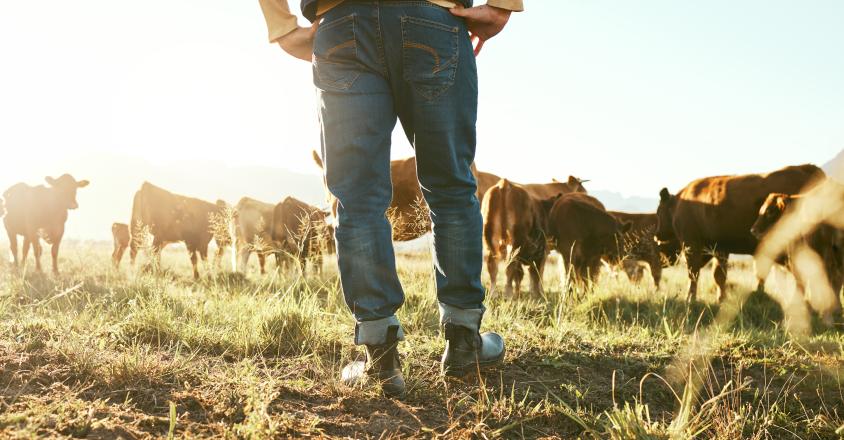 Jambes Vache agriculteur