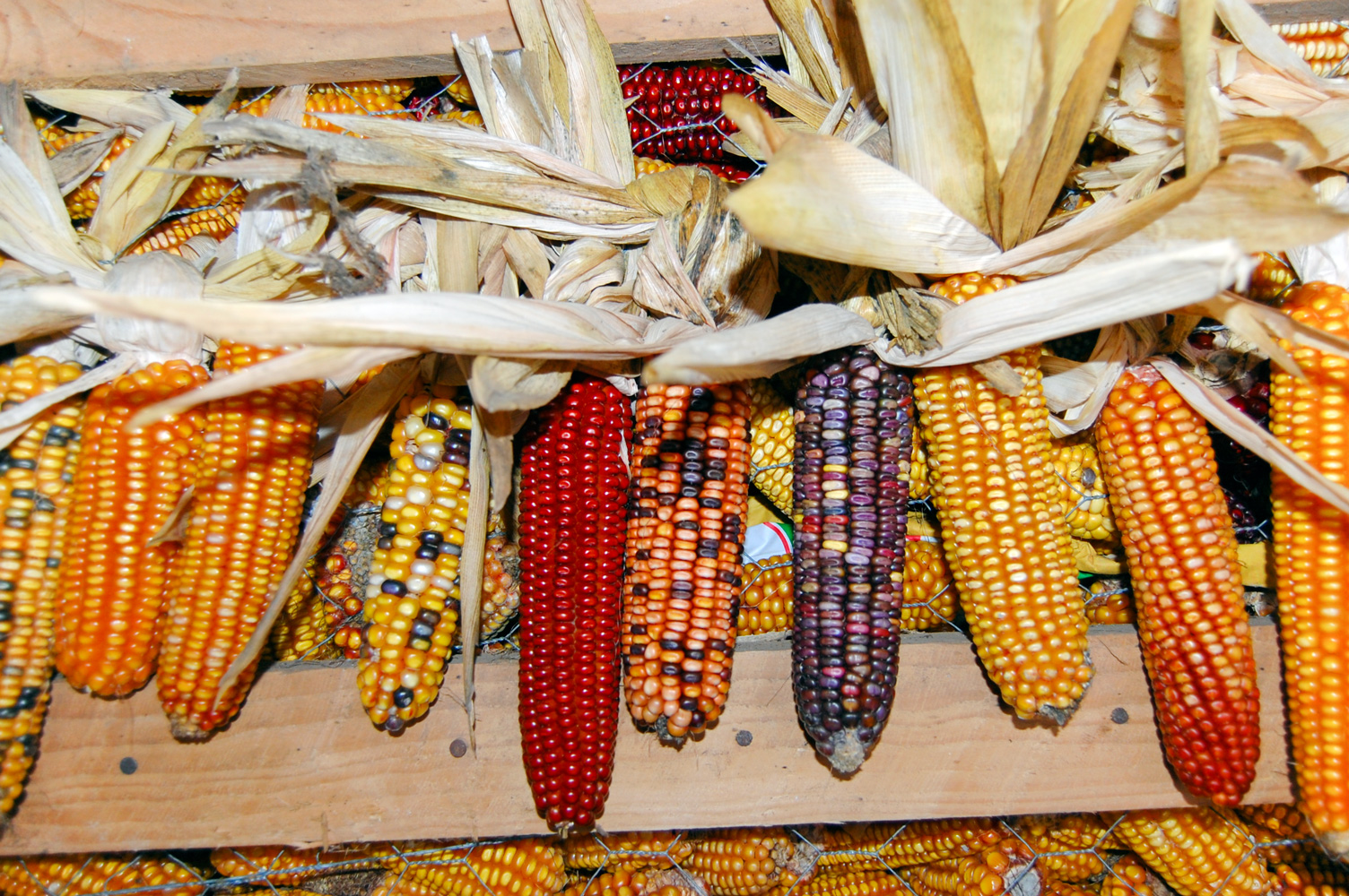 épis de maïs Lavergne