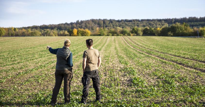 Deux agriculteurs se penchent sur les semis de colza devant un champ agricole