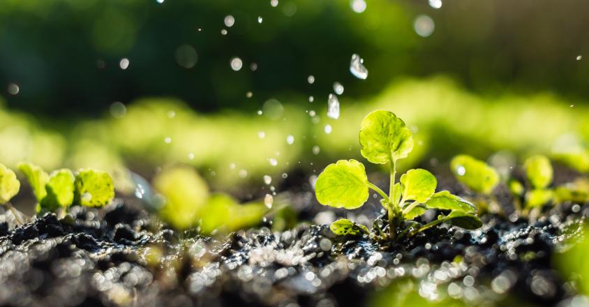 Jeune pousse arrosée