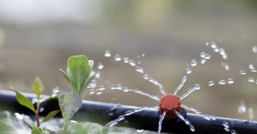 goute à goute verger